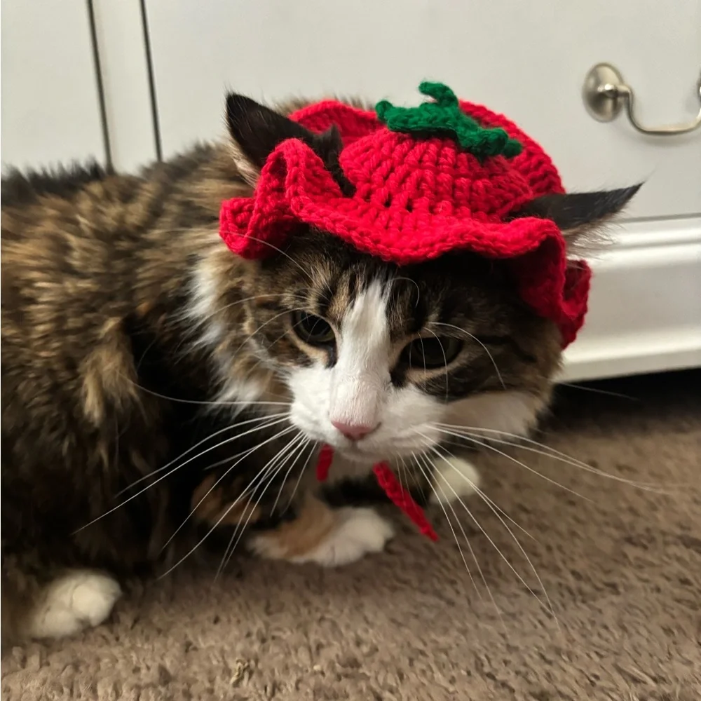 Crochet hat for cat 🍅 🐈